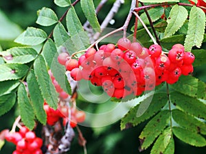 Rowan (Sorbus aucuparia) pomes.