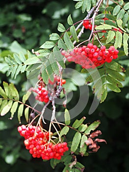 Rowan (Sorbus aucuparia) pomes.