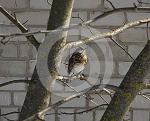 A rowan thrush sits on a branch against a brick wall