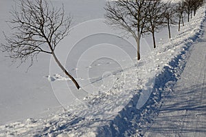 Rowan tree in an alley along a frozen partially snowy country road. One tree is thrown to the side by heavy snow, which snow plows