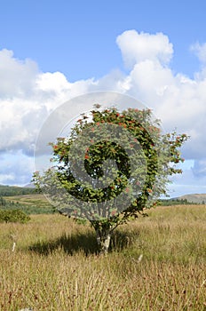 Rowan tree, Arran