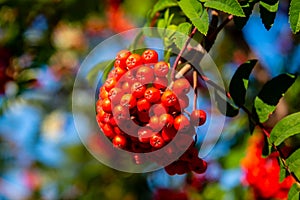 Rowan tree, Ash-berry tree at autumn