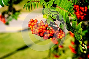 Rowan tree, Ash-berry tree at autumn