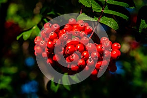 Rowan tree, Ash-berry tree at autumn