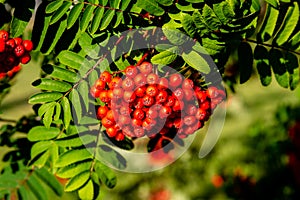 Rowan tree, Ash-berry tree at autumn