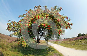 Rowan tree with berries in summer photo