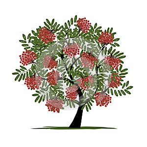 Rowan tree with berries for your design photo