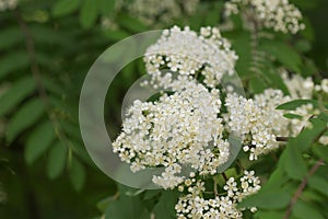 Rowan tree blossoming