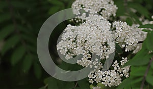 Rowan tree blossoming