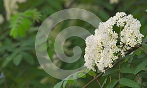 Rowan tree blossoming