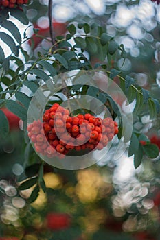 Rowan tree branch close up outdoors on green background, orange rowan berries, natural background, rowanberries on a branch.