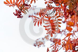 Rowan tree branch with red leaves and ripe berries against the sky.