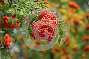 Rowan tree branches with ripe red berries