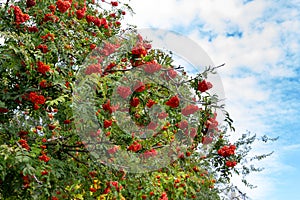 Rowan tree branches with ripe red berries