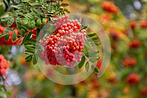 Rowan tree branches with ripe red berries growing in the garden