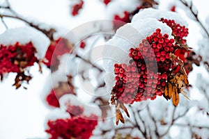 Rowan tree covered with the first snow. Ashberry or rowan berries on a tree branch with green leaves in winter