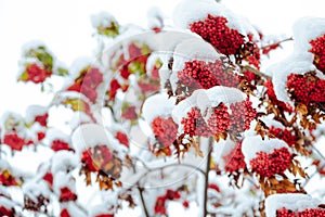 Rowan tree covered with the first snow. Ashberry or rowan berries on a tree branch with green leaves in winter