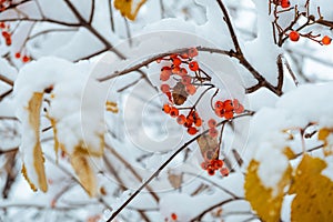 Rowan tree covered with the first snow. Ashberry or rowan berries on a tree branch with green leaves in winter