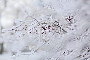 Rowan tree covered with ice