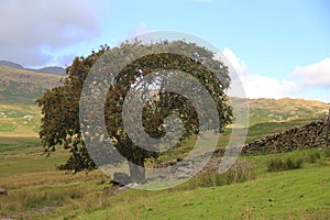 Rowan Tree, Cumbrian Fell.