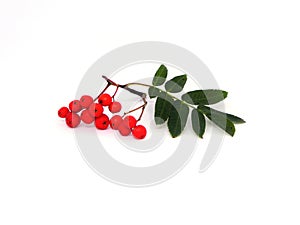 Rowan Tree Leaf and Red Berries
