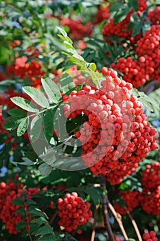 Rowan tree with lots of bunches of red berries at autumn day close up view