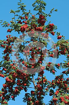 Rowan tree with many bunches of red berries at autumn day against blue sky