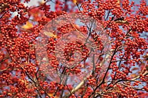 rowan tree with red berry autumn background photo