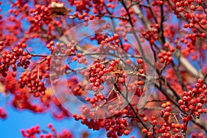 rowan tree with red berry branch background photo