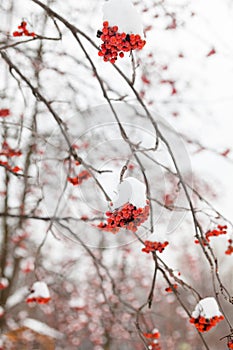 Red rowan fruit in the snow