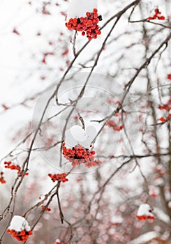 Red rowan fruit in the snow