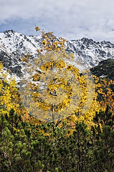 Rowan tree, Temnosmrecinska valley, High Tatras mountain, Slovakia