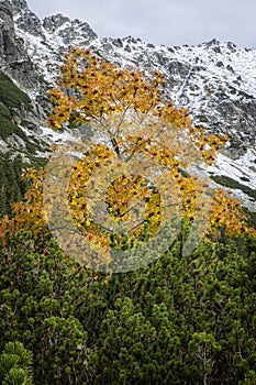 Rowan tree, Temnosmrecinska valley, High Tatras mountain, Slovakia