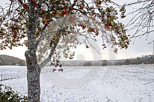 Rowan tree in wintry landscape