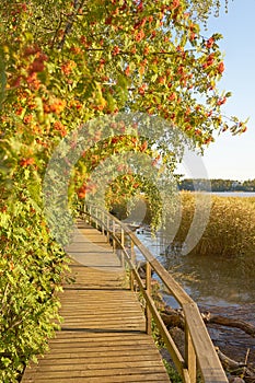 Rowan tree and a wooden bridge in the rays of the sun.