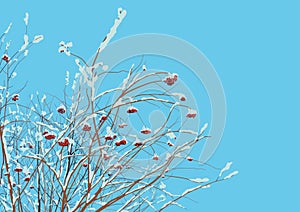 Rowan twigs after snowfall