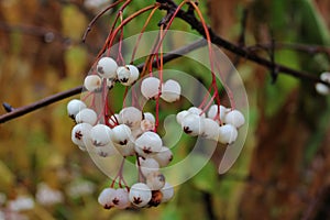 Rowan with white berries