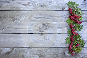 Rowan on a wooden background. Sprigs with rowan berries on a banner with empty space for text