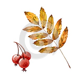 Rowan yellow leaf and berries set. Watercolor illustration. Mountain ash autumn leaf and fruit element. Rowan fall