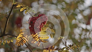 rowanberries close up during autumn