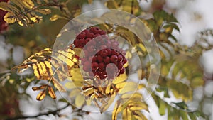 rowanberries close up during autumn