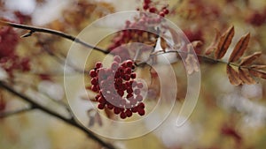 rowanberries close up during autumn