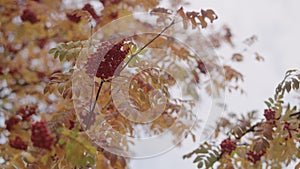 rowanberries close up during autumn