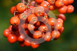 Rowanberries hanging in front of green background