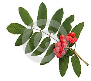Rowanberries with leaves