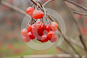 Rowanberries red detail blurred background. Nature.