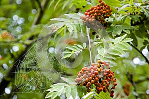 Rowanberries & Spiderweb