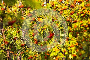 Rowanberries on a tree in autumn