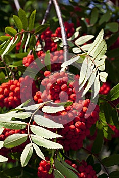 Rowanberry