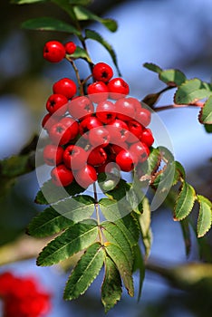 rowanberry